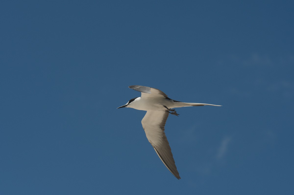 烏領燕鷗 - ML646691943