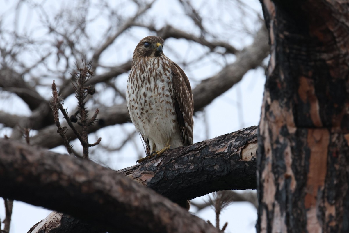 káně páskovaná - ML646691944