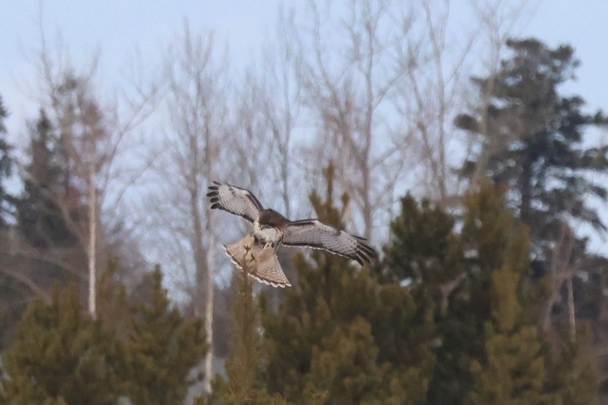 Red-tailed Hawk - ML646691947