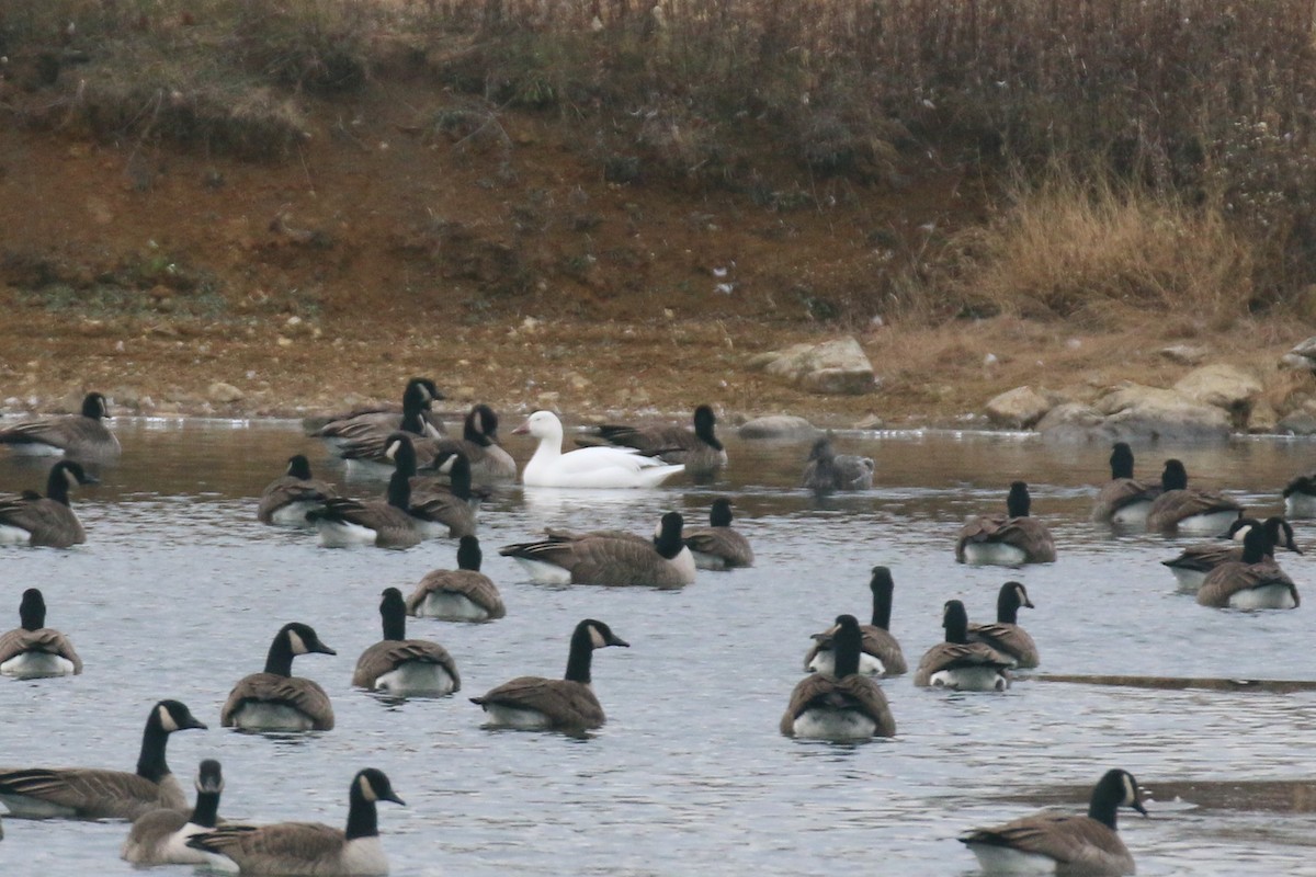 Гуска біла - ML646691949