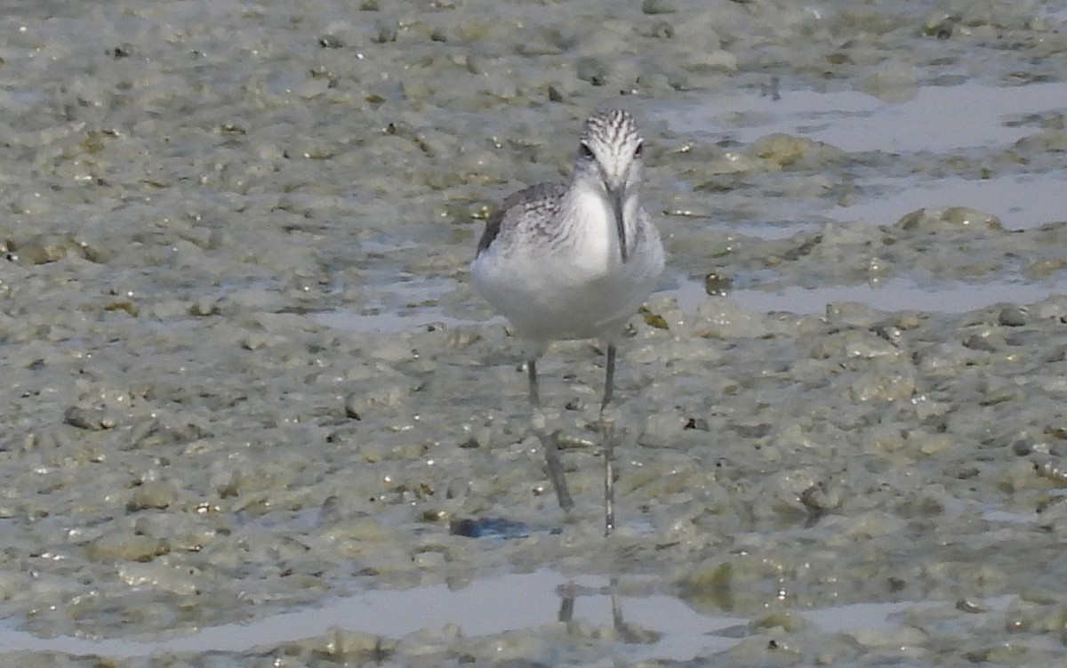 Common Greenshank - ML646691950