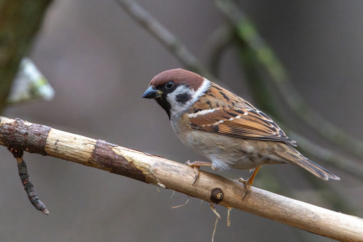 Eurasian Tree Sparrow - ML646691952