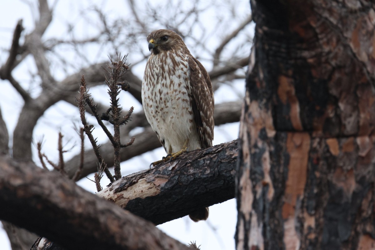 káně páskovaná - ML646691953