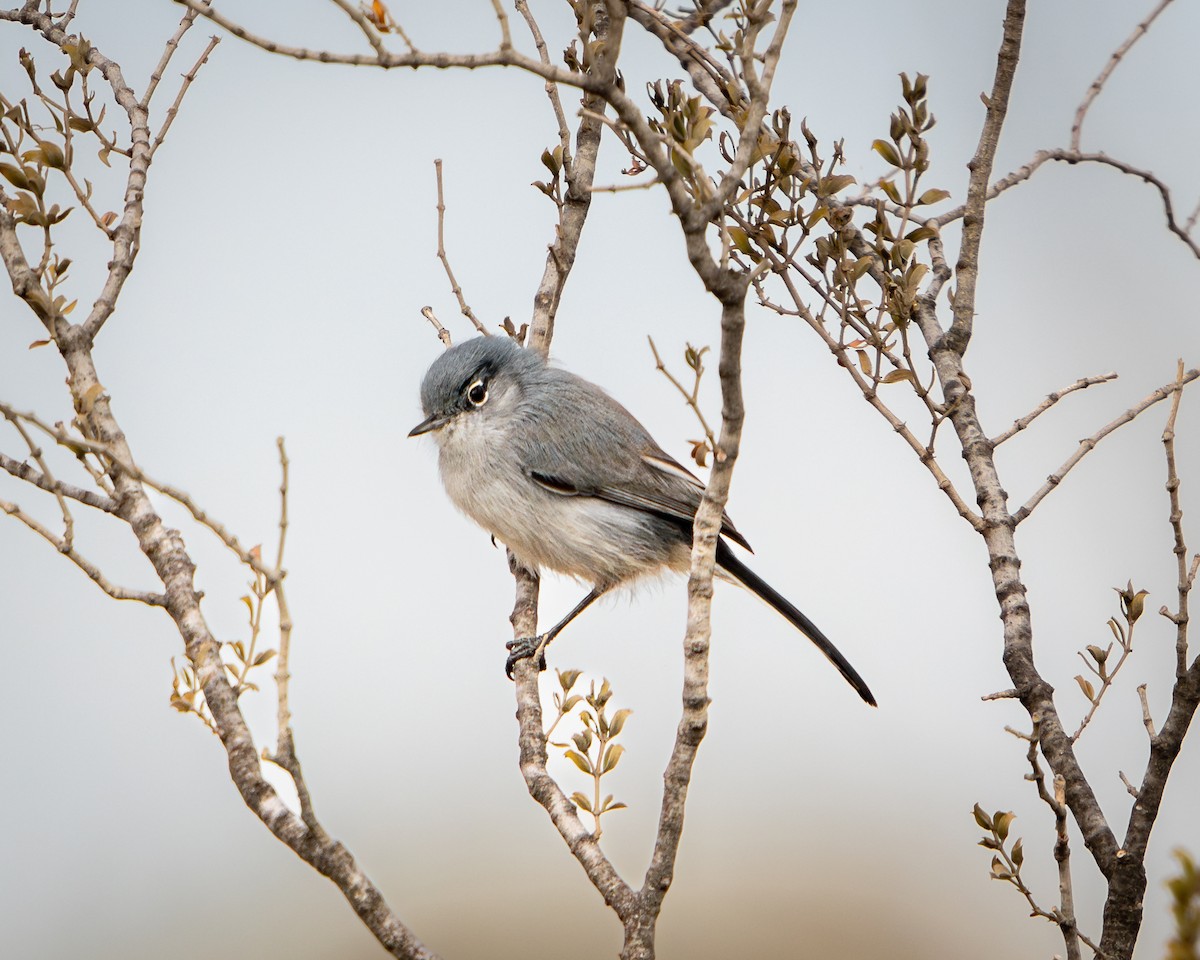 Black-tailed Gnatcatcher - ML646691956