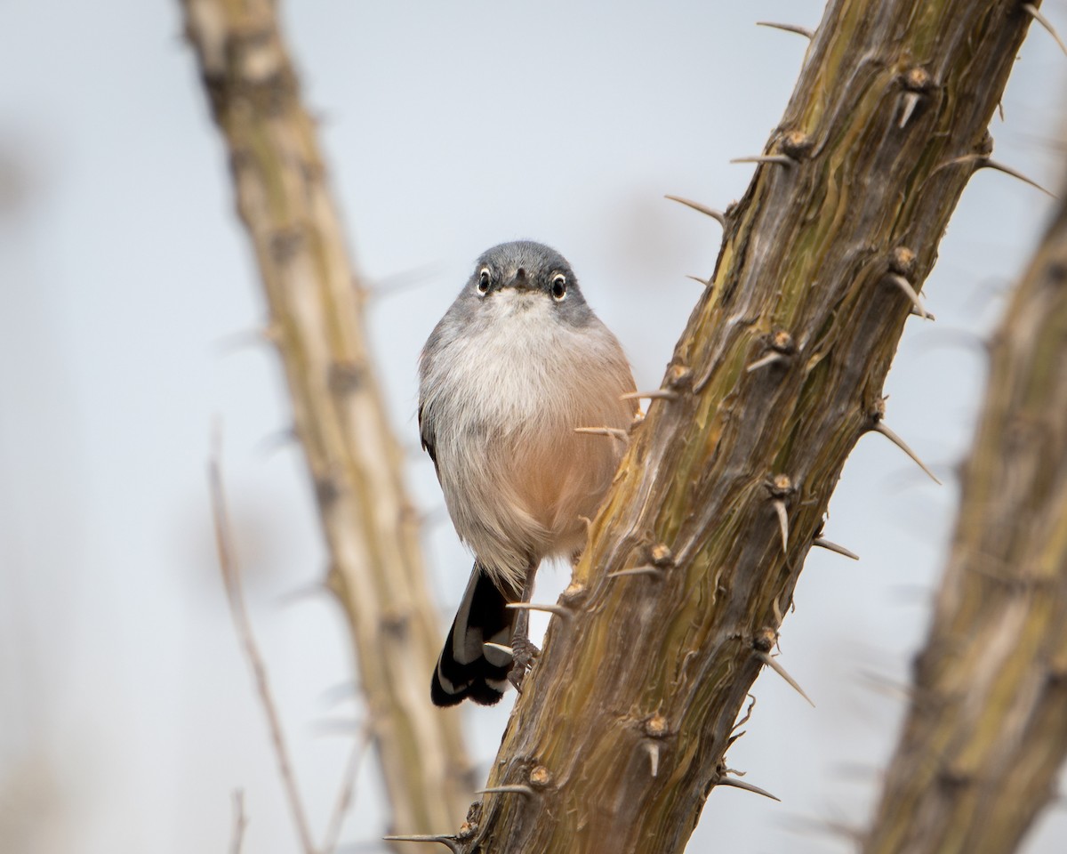 Black-tailed Gnatcatcher - ML646691957