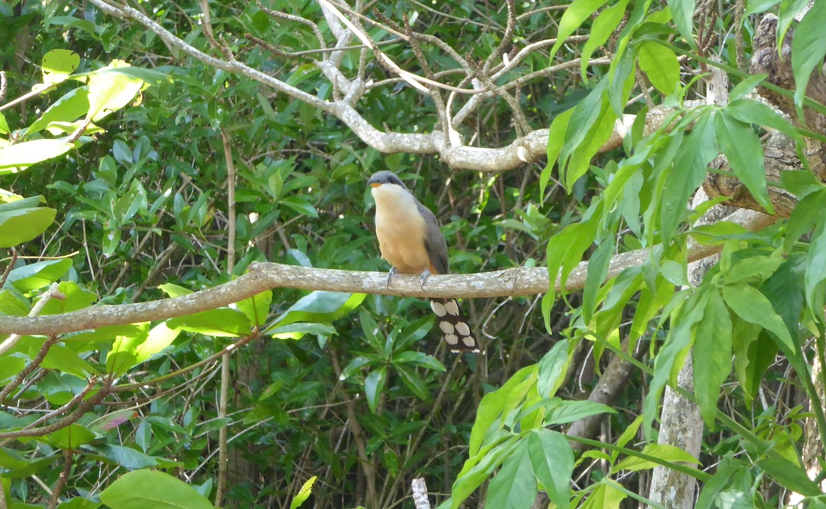 Мангровая пиайя - ML646691959