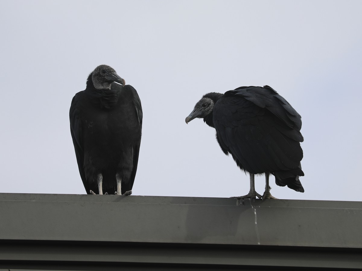 Rabengeier - ML646691960