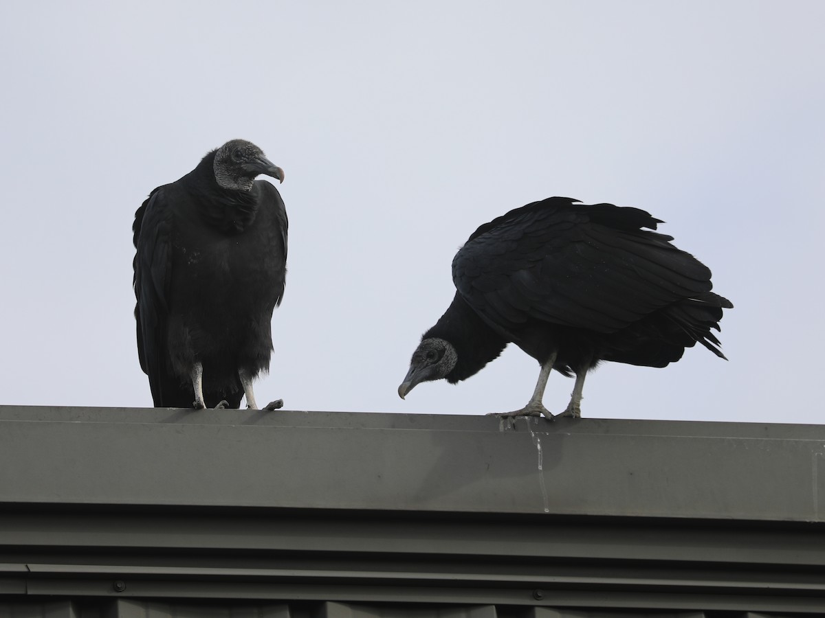 Rabengeier - ML646691961