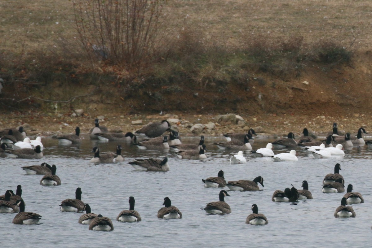 Гуска Роса - ML646691962