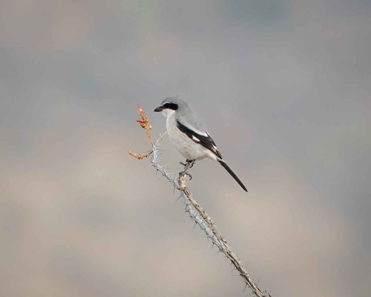 amerikavarsler - ML646691964