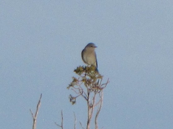 Mountain Bluebird - ML646691968