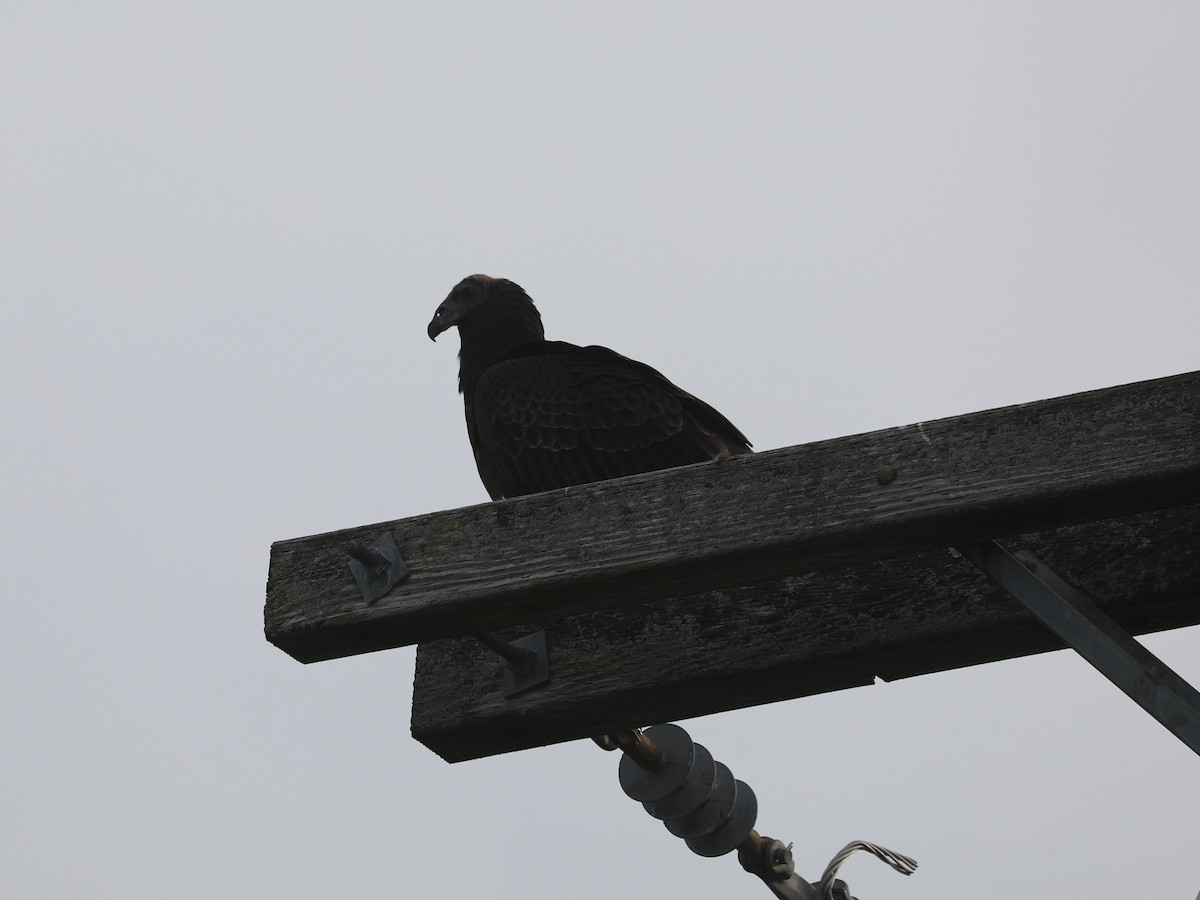 Катарта червоноголова - ML646691970