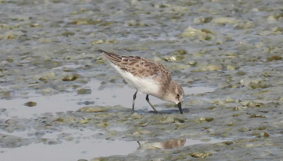 Little Stint - ML646691971