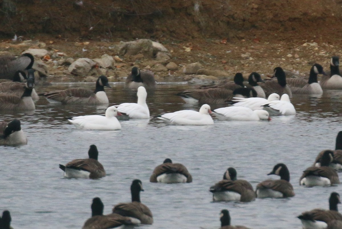 Гуска Роса - ML646691978