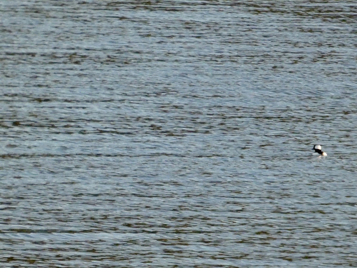 Bufflehead - ML646691979