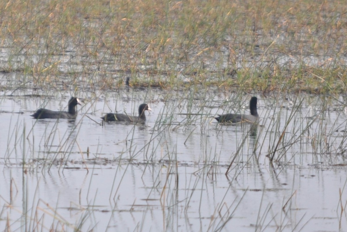 Халзан түнжүүр - ML646691980