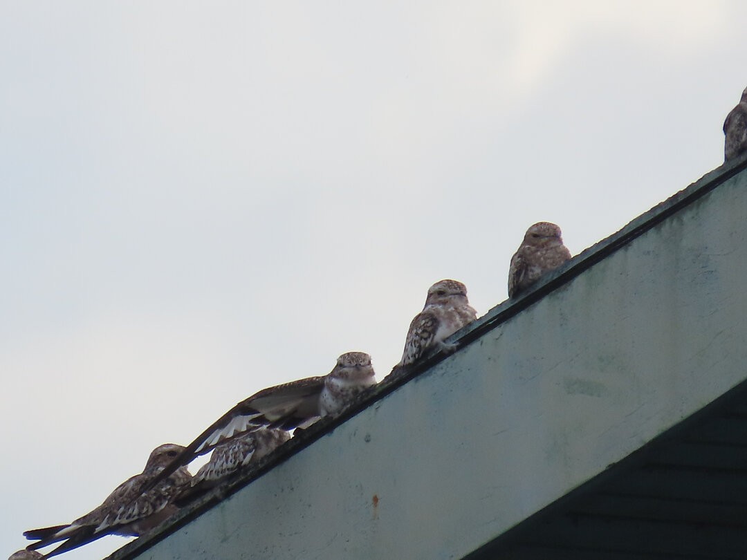 Sand-colored Nighthawk - ML646691981