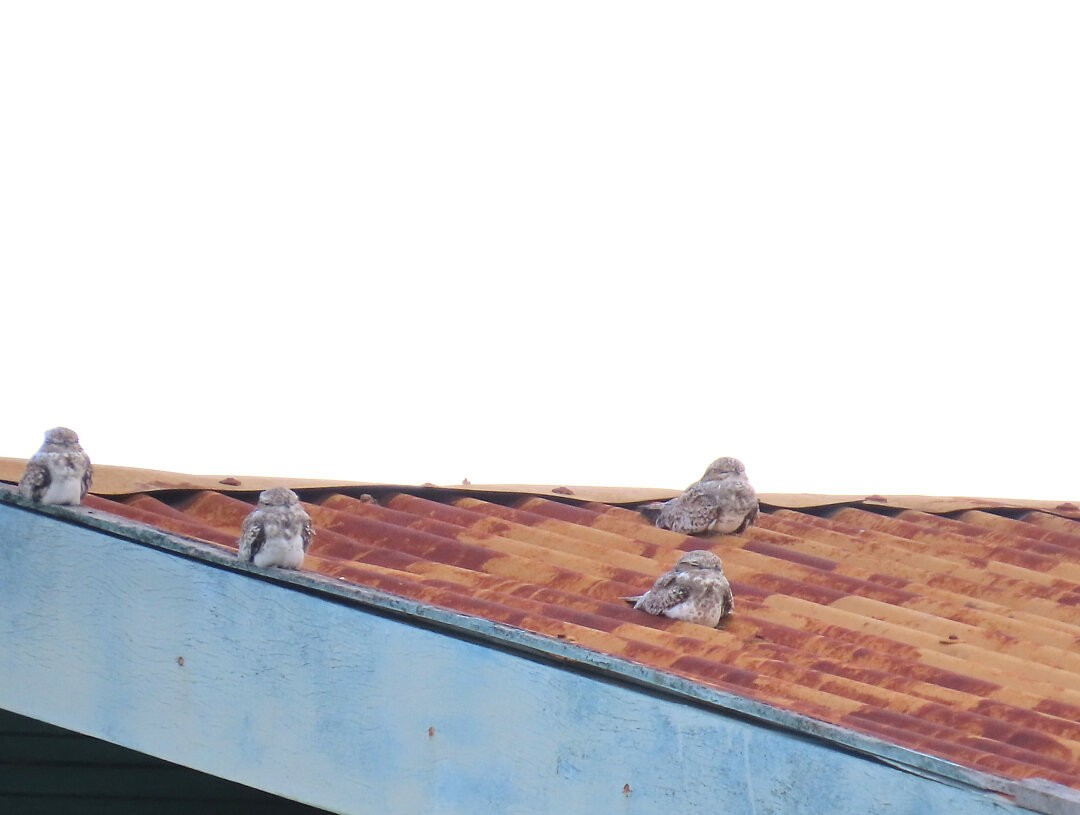 Sand-colored Nighthawk - ML646691982