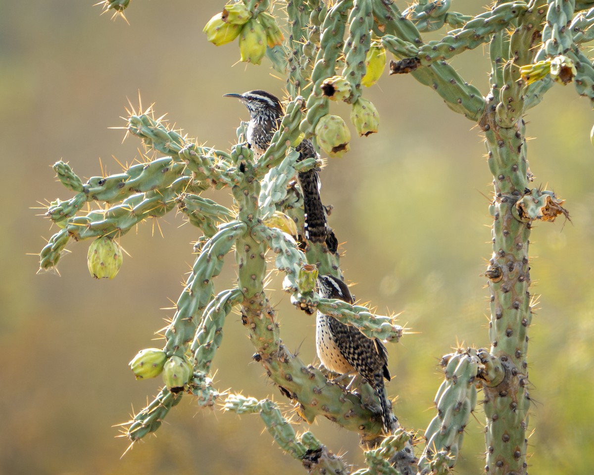 Cactus Wren - ML646691985