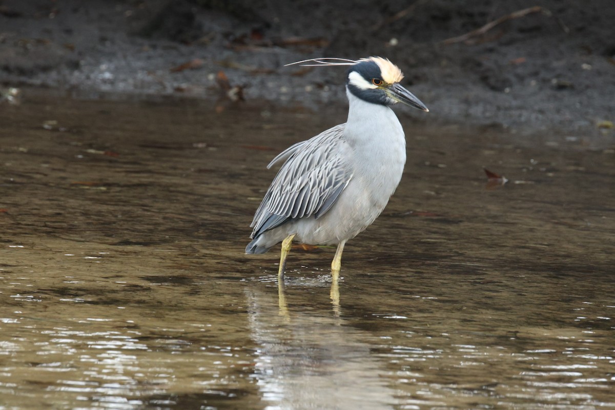 Yellow-crowned Night Heron - ML646691986
