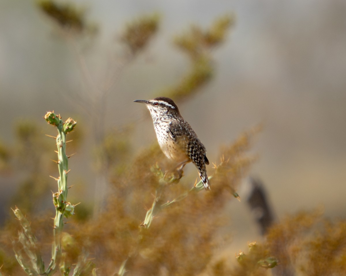 Cactus Wren - ML646691989