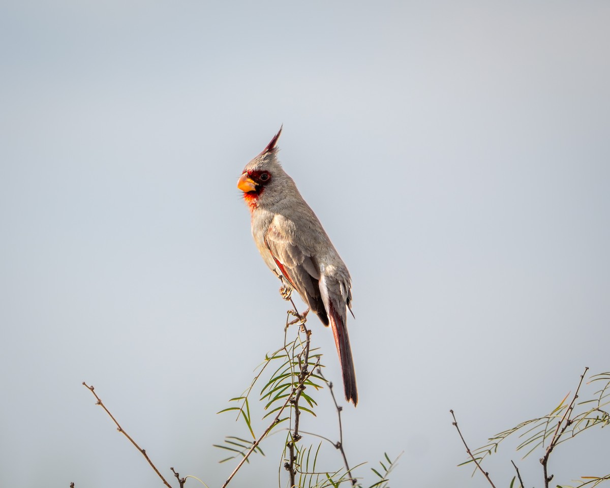 Pyrrhuloxia - ML646691990