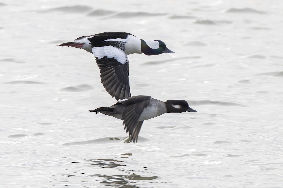 Гоголь малий - ML646691993