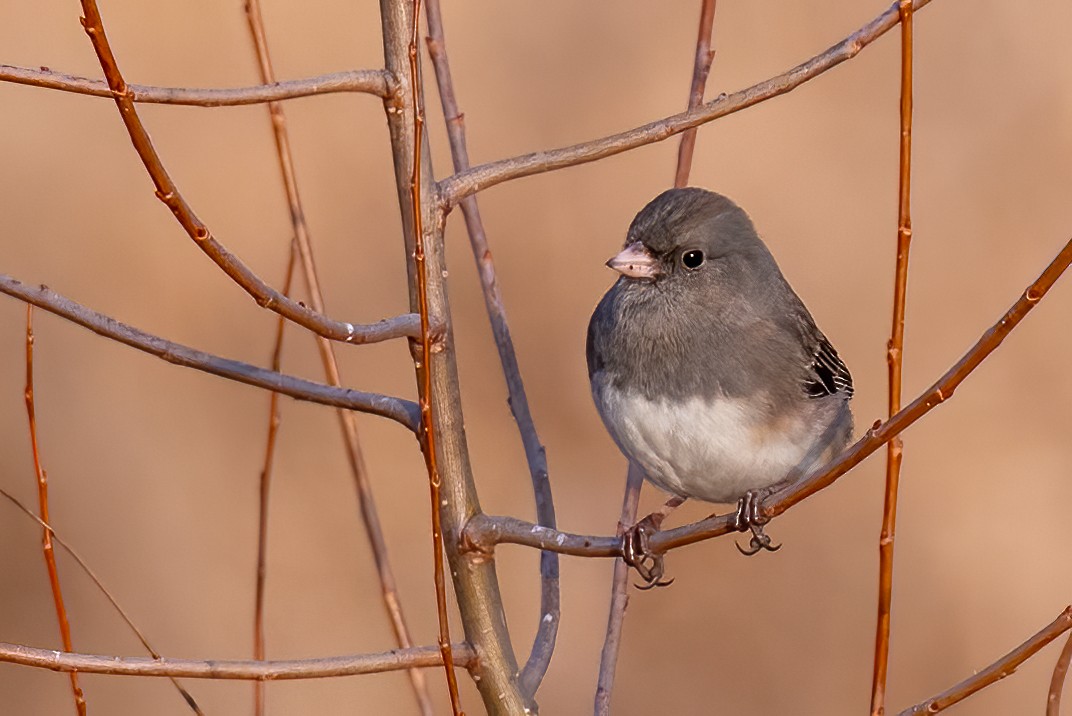 Юнко сірий - ML646691994