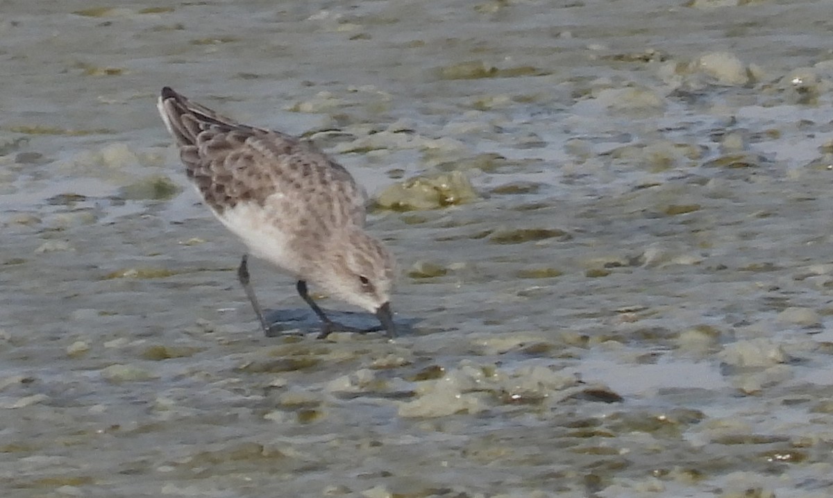 Little Stint - ML646691995