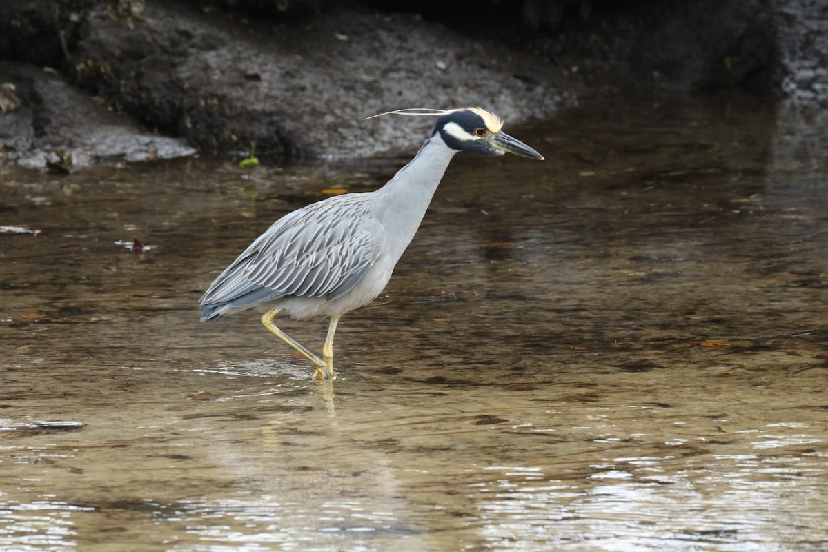 Yellow-crowned Night Heron - ML646691996