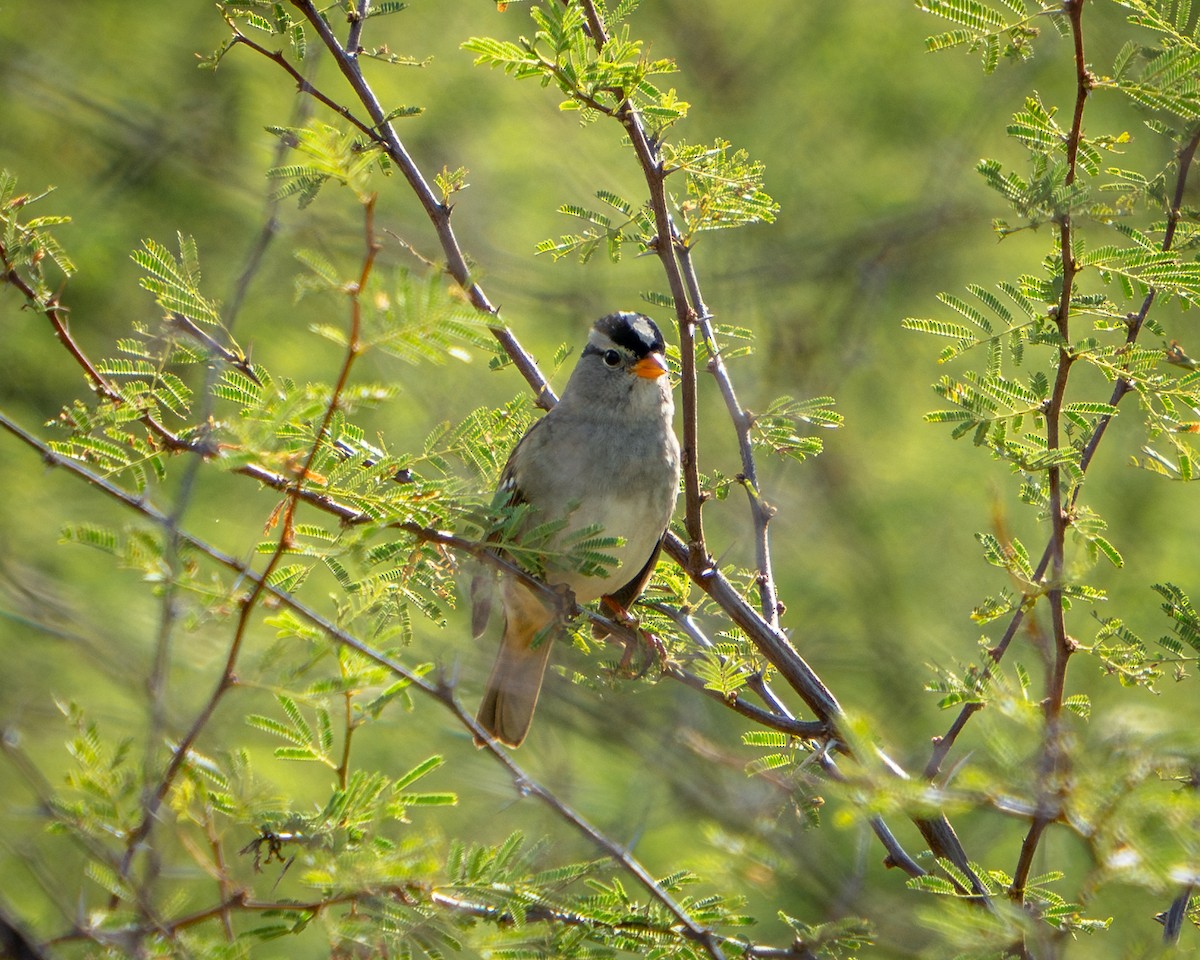Porsuk Serçesi - ML646691997