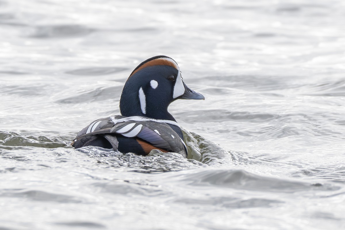 Harlequin Duck - ML646691998