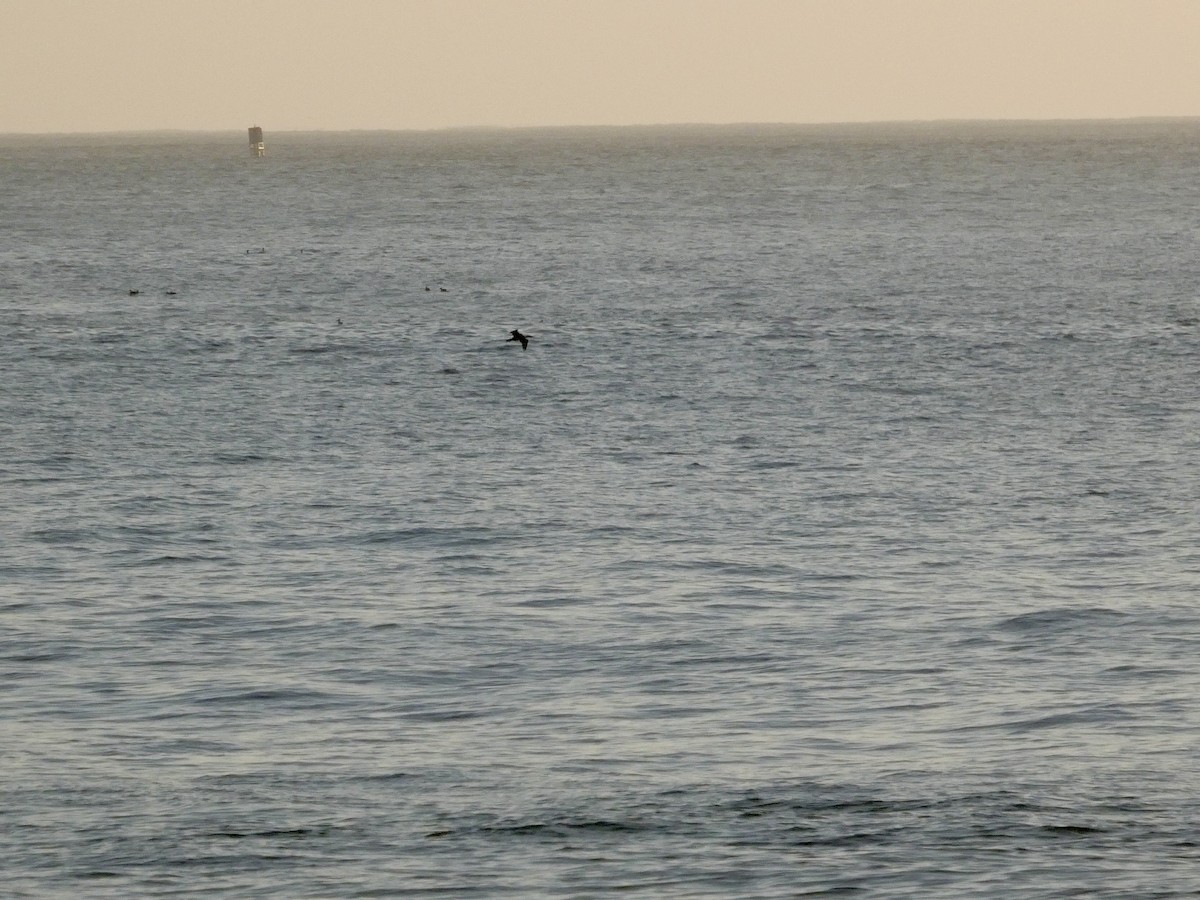 Brandt's Cormorant - ML646691999