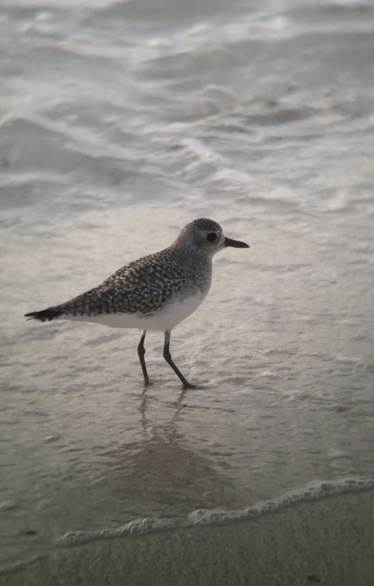 Black-bellied Plover - ML646692000