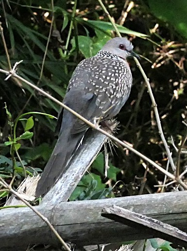 Spotted Dove - ML646692003