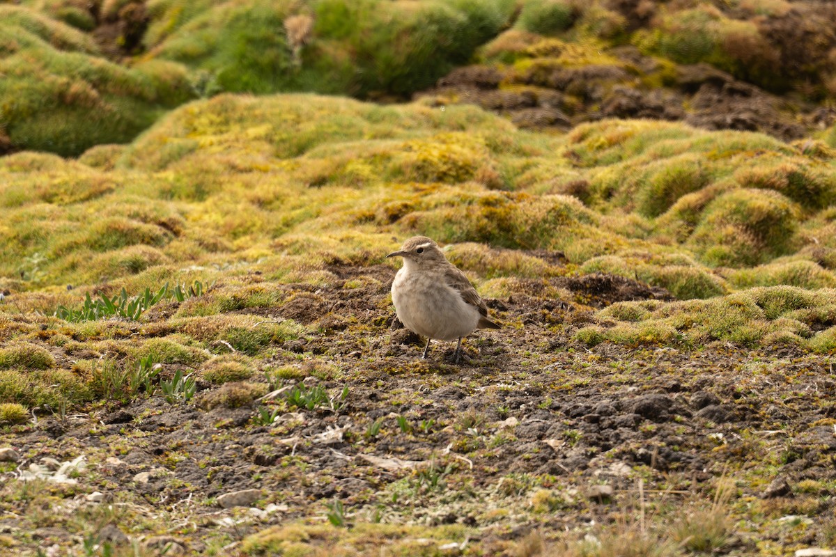 Common Miner - ML646692005