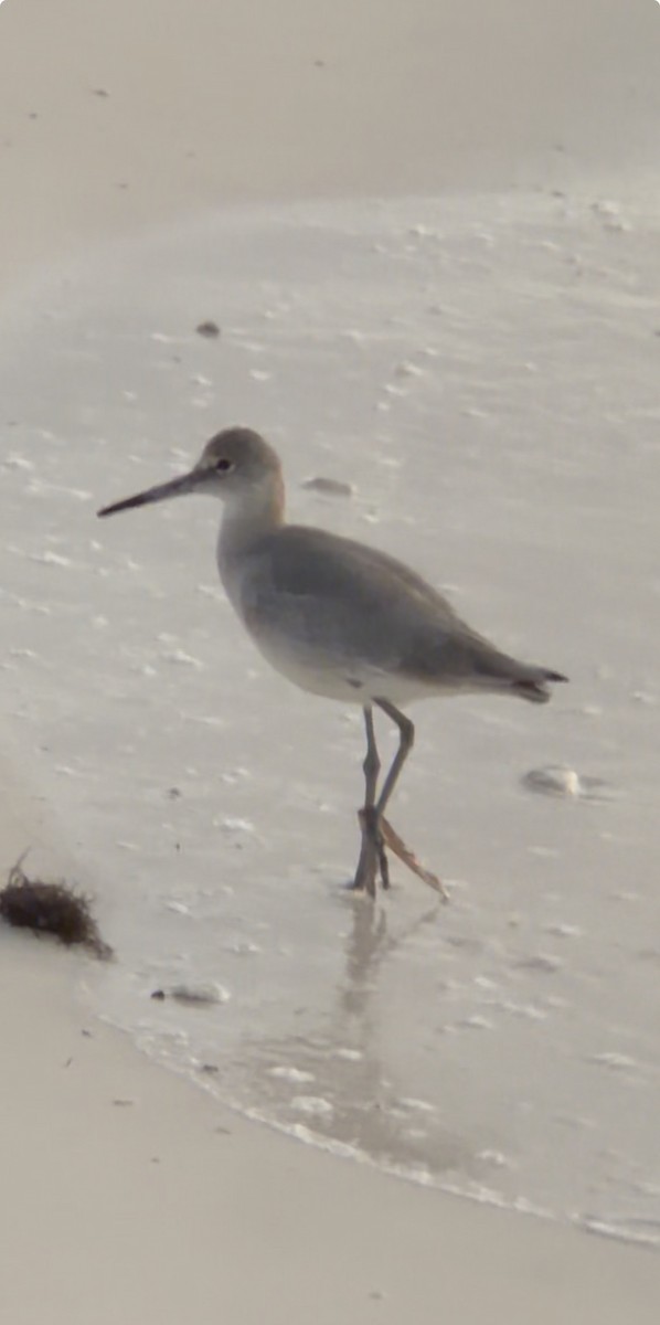 Willet - ML646692006