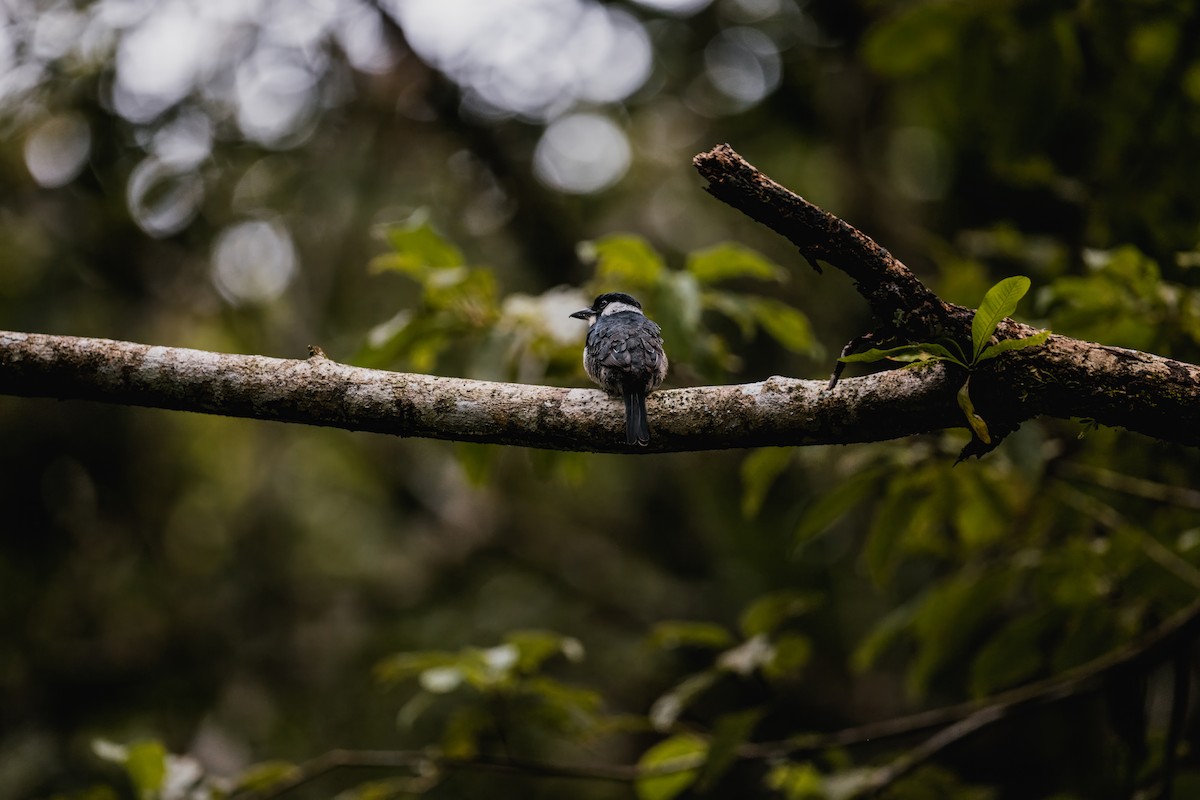 Black-breasted Puffbird - ML646692007