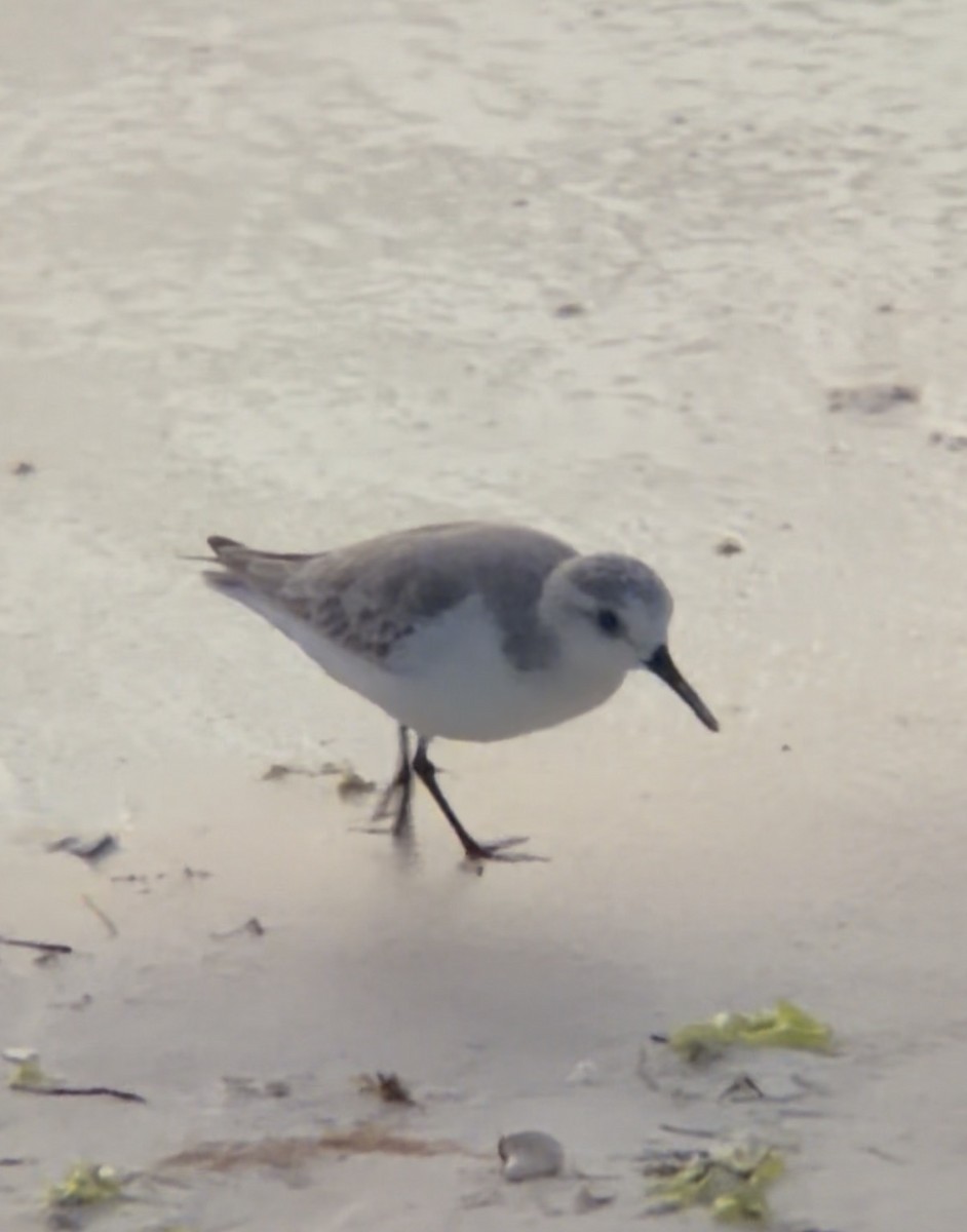 Sanderling - ML646692009