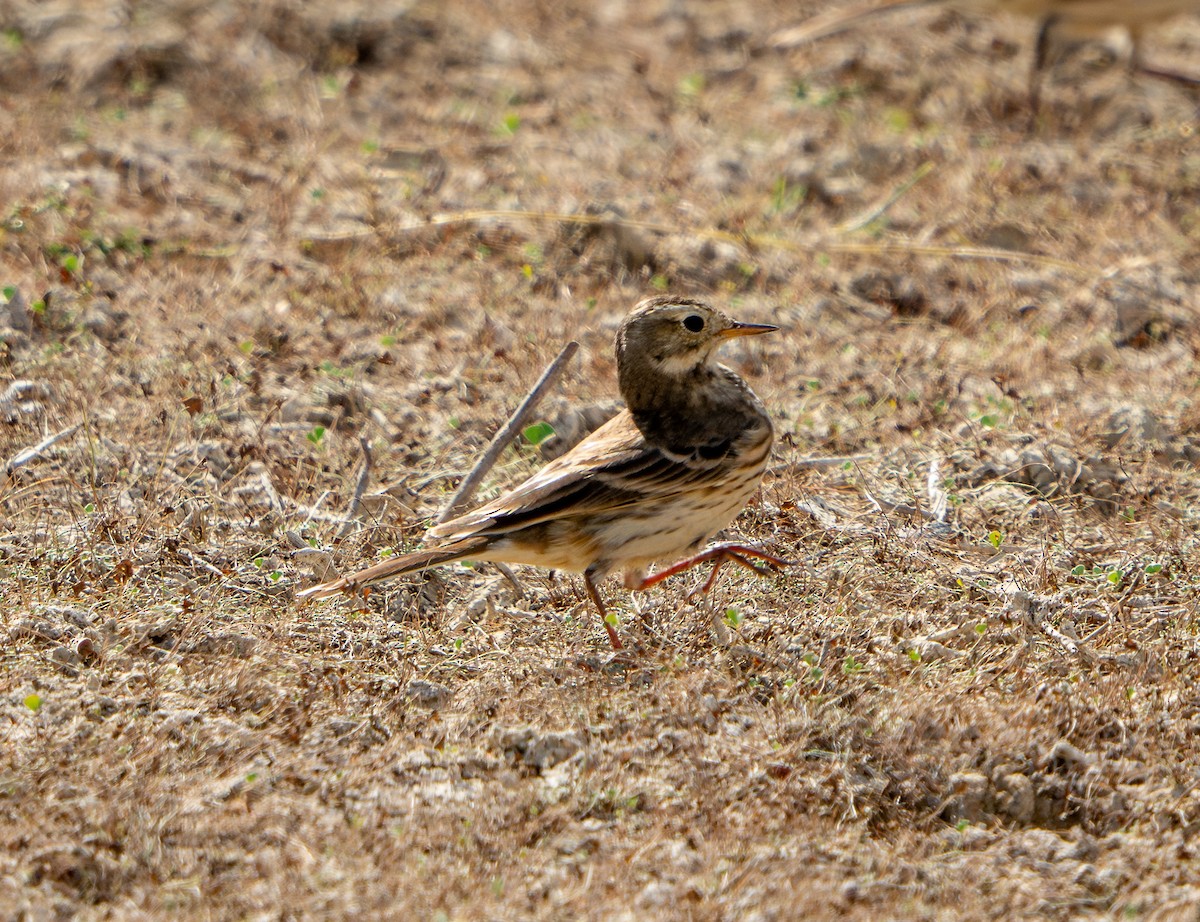 American Pipit - ML646692012