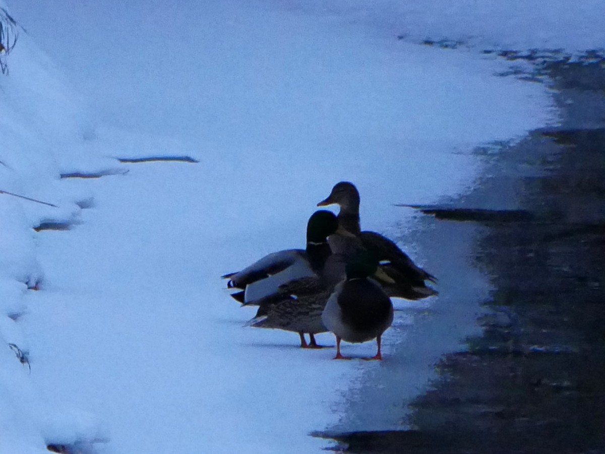 Mallard - ML646692015