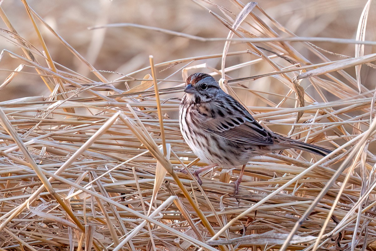 Пасовка співоча - ML646692016