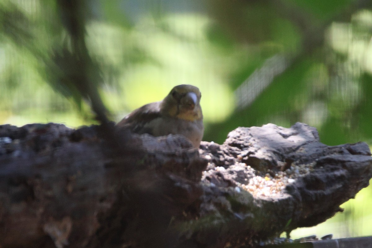 Костогриз - ML646692019