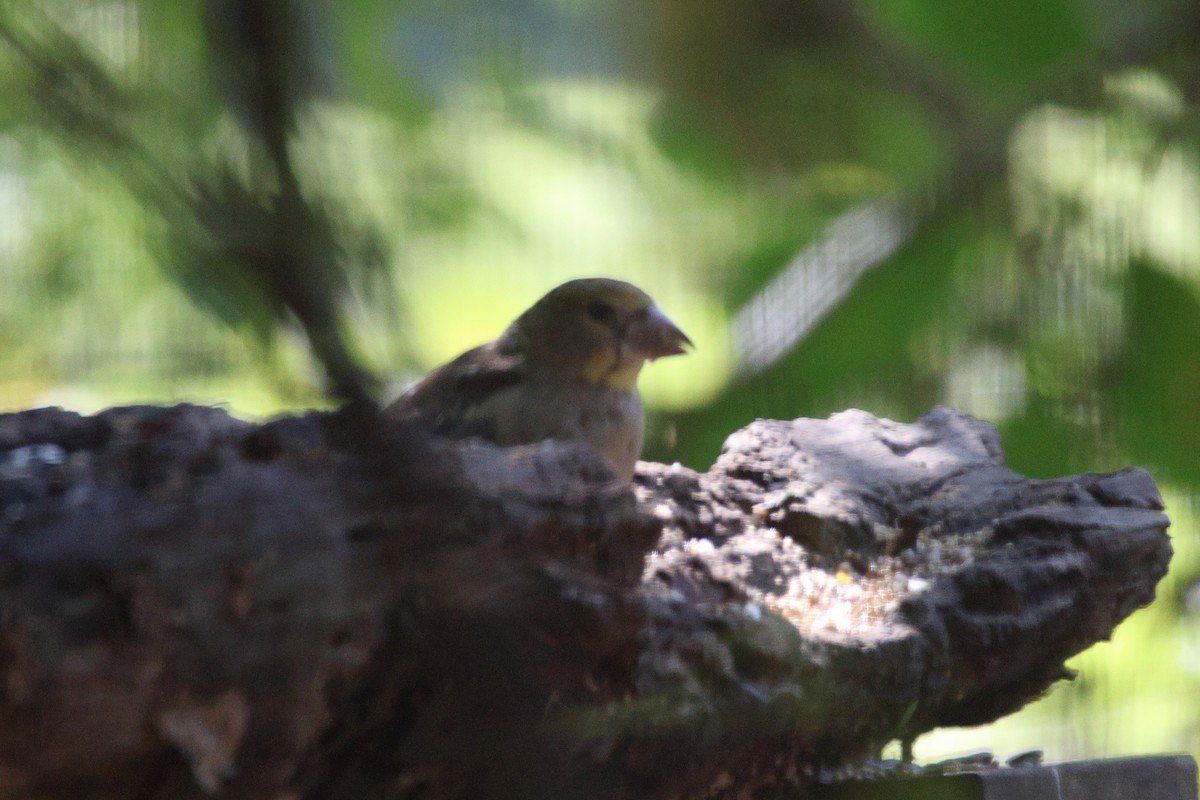 Костогриз - ML646692021