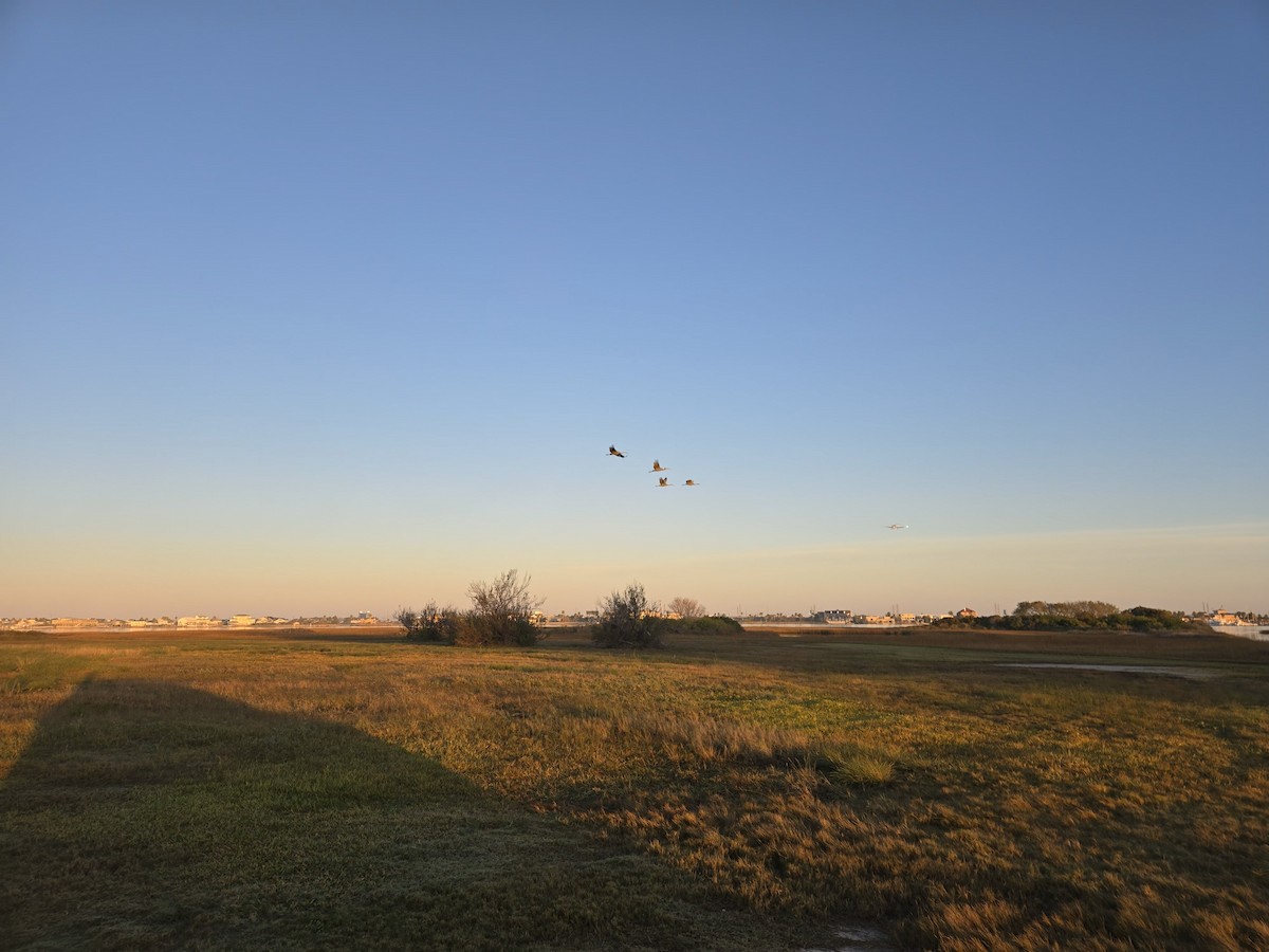 Орог тогоруу - ML646692023