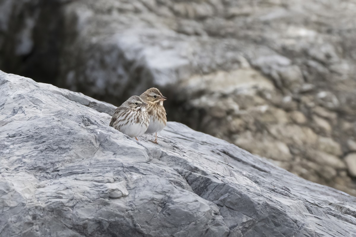 Пасовник савановий (підвид princeps) - ML646692025