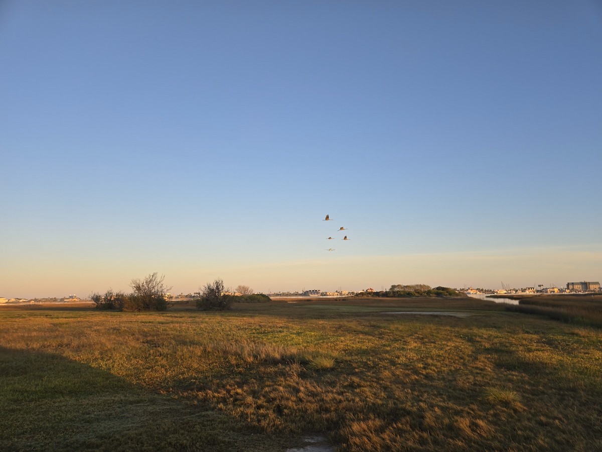 Орог тогоруу - ML646692034