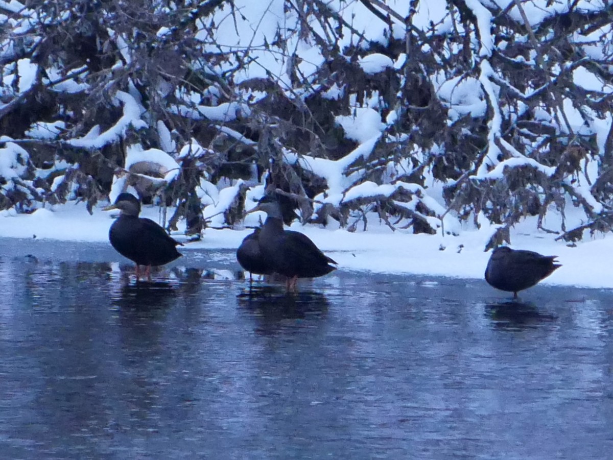 rødfotand - ML646692035