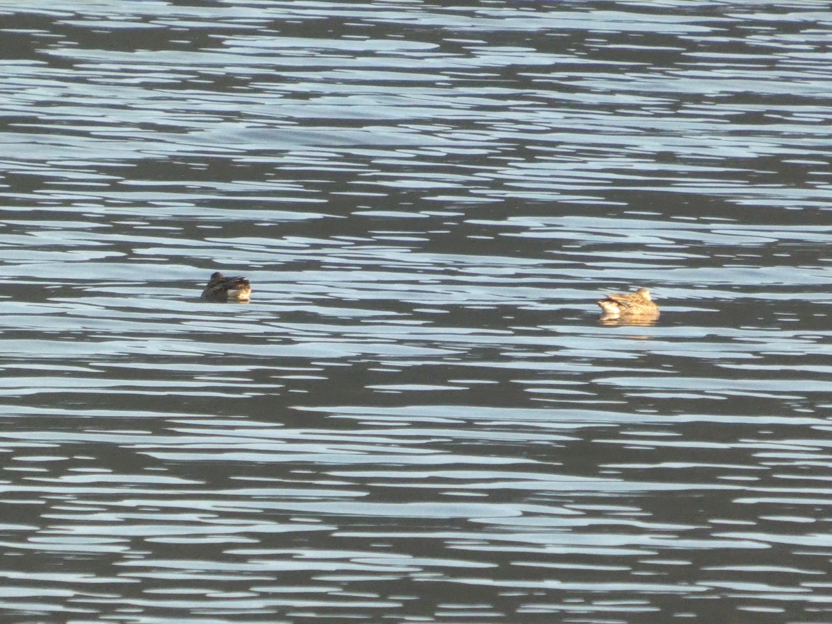 Ногоохон нугас - ML646692039