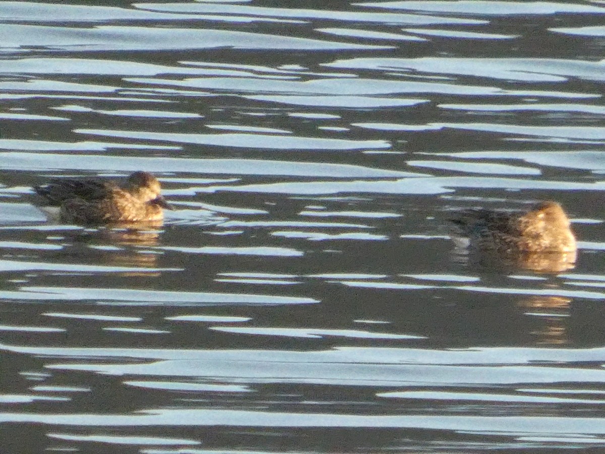 Ногоохон нугас - ML646692040